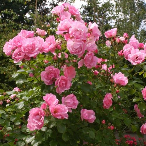 Talajtakaró rózsa - Rózsa - Noamel - Online rózsa rendelés